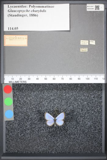 Media type: image;   Entomology 53384